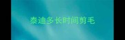 泰迪多长时间剪毛