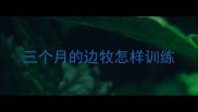 三个月的边牧怎样训练