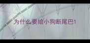 为什么要给小狗断尾巴