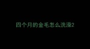 四个月的金毛怎么洗澡