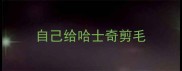 自己给哈士奇剪毛
