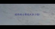 棕色哈士奇幼犬多少钱