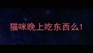 猫咪晚上吃东西么