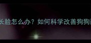 拉布拉多长脸怎么办如何科学改善狗狗面部结构