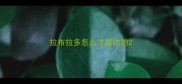 拉布拉多怎么才能吃饱