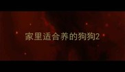 家里适合养的狗狗