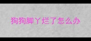 狗狗脚丫烂了怎么办