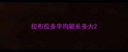 拉布拉多平均能长多大