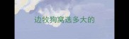 边牧狗窝选多大的