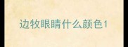 边牧眼睛什么颜色