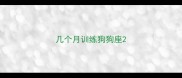 几个月训练狗狗座