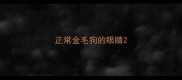 正常金毛狗的眼睛