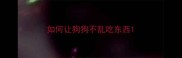 如何让狗狗不乱吃东西