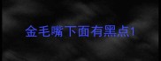 金毛嘴下面有黑点