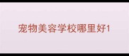 宠物美容学校哪里好