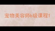 宠物美容师b级课程