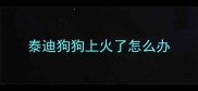 泰迪狗狗上火了怎么办