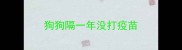狗狗隔一年没打疫苗