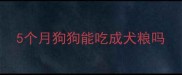 5个月狗狗能吃成犬粮吗