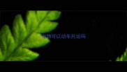 宠物可以动车托运吗