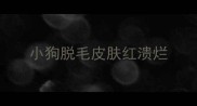 小狗脱毛皮肤红溃烂