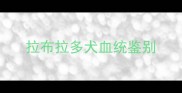 拉布拉多犬血统鉴别