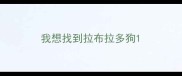 我想找到拉布拉多狗