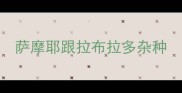 萨摩耶跟拉布拉多杂种