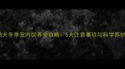 金毛幼犬冬季室内饲养全攻略5大注意事项与科学养护方法