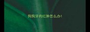 狗狗牙肉红肿怎么办