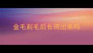 金毛剃毛后长得出来吗