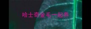 哈士奇金毛一起养