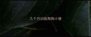 几个月训练狗狗小便