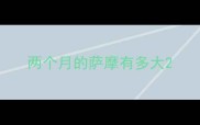 两个月的萨摩有多大
