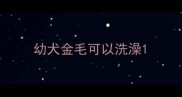 幼犬金毛可以洗澡
