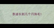 泰迪长到几个月换毛