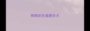 狗狗的生殖器多大