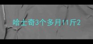 哈士奇3个多月11斤