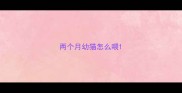 两个月幼猫怎么喂