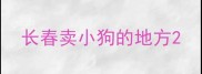 长春卖小狗的地方
