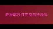萨摩耶没打完疫苗洗澡吗