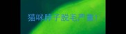 猫咪脖子脱毛严重