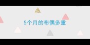 5个月的布偶多重