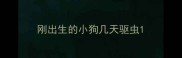 刚出生的小狗几天驱虫