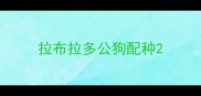 拉布拉多公狗配种