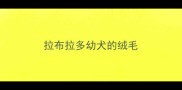 拉布拉多幼犬的绒毛