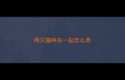 两只猫咪在一起怎么养