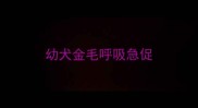 幼犬金毛呼吸急促