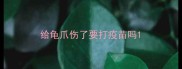 给龟爪伤了要打疫苗吗
