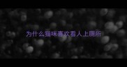 为什么猫咪喜欢看人上厕所